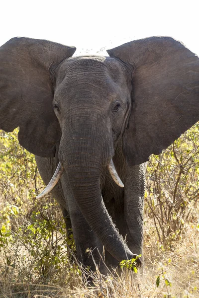 Elefante — Foto de Stock