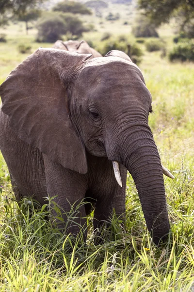 Elefante — Foto Stock