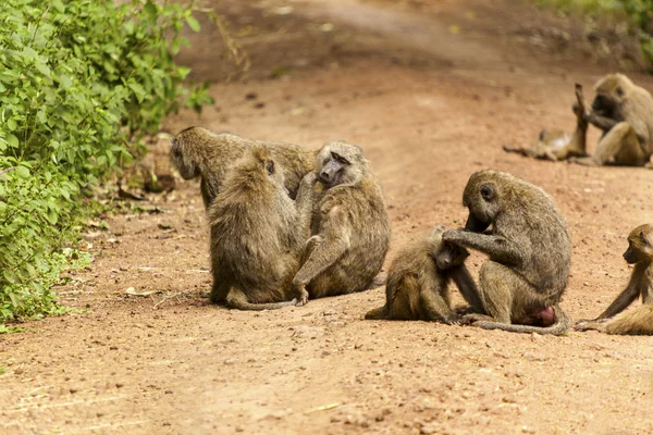 Monkey Family — Stock Photo, Image