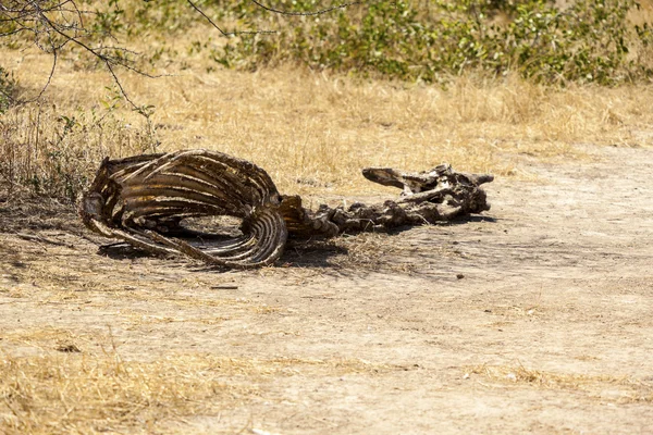 Death Of A Giraffe — Stock Photo, Image