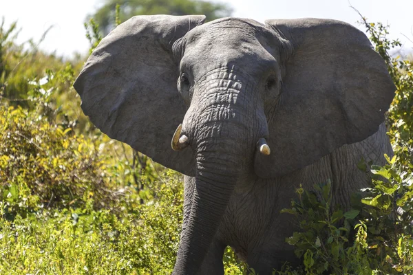 Art af elefant - Stock-foto