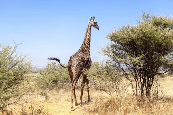 Giraffa — Foto Stock