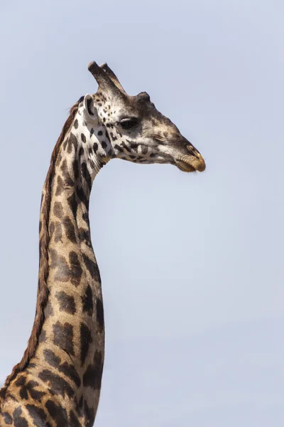 Żyrafa — Zdjęcie stockowe