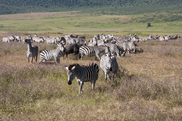 Zebras — Stockfoto