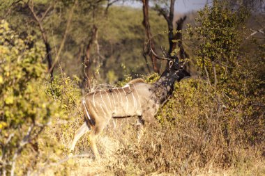 Otlatma büyük Kudu