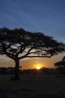 Afrika büyü