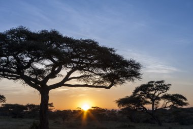 Afrika büyü