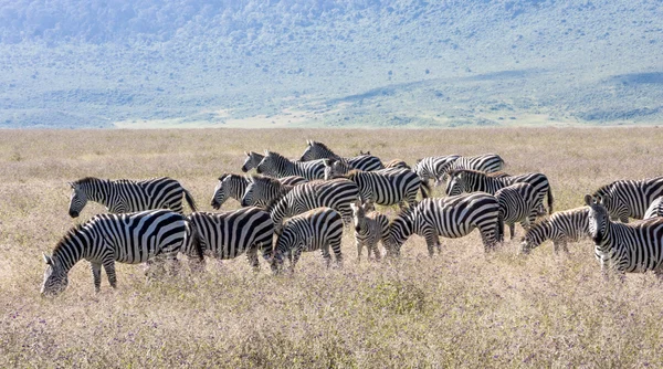 Zebras — Stock Photo, Image