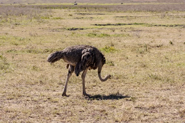 Large Ostrich — Stock Photo, Image