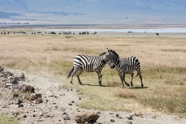 Zebra 's — Stockfoto