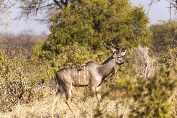 Beweidung mit größerem Kudu — Stockfoto