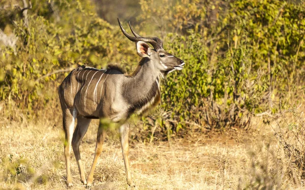Pascolo Maggiore Kudu — Foto Stock