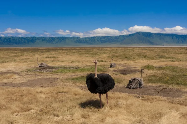 Large Ostrich — Stock Photo, Image