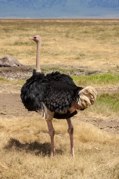 Large Ostrich — Stock Photo, Image