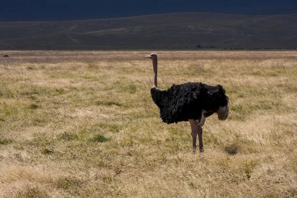 Большой страус — стоковое фото