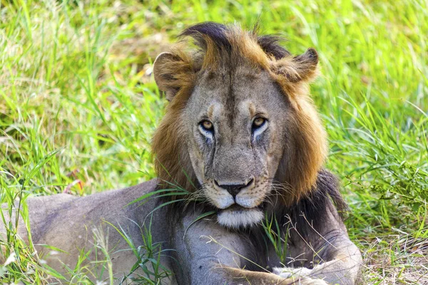 非洲的狮子 — 图库照片