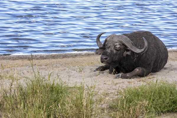 Cape buffalo — Φωτογραφία Αρχείου