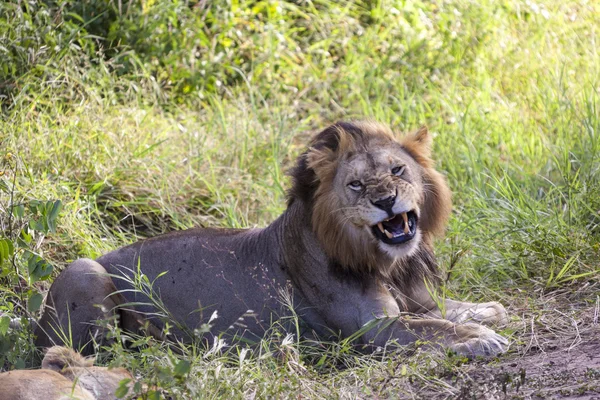 Lion of Africa — Stock Photo, Image