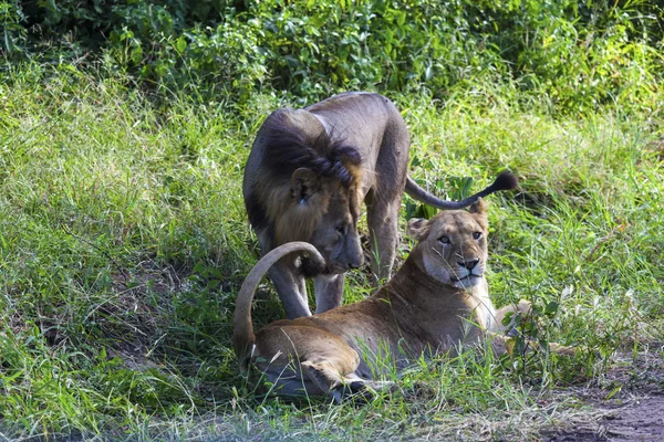 アフリカのライオン — ストック写真