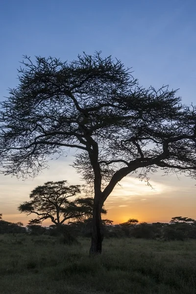 アフリカの魔法 — ストック写真