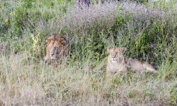 Löwe von Afrika — Stockfoto