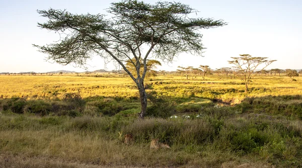 African Landscape — Stock Photo, Image