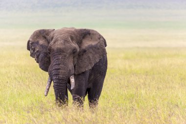 Jumbo