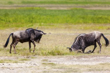 Antiloplar mücadele