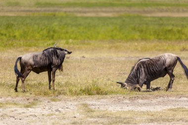 Antiloplar mücadele