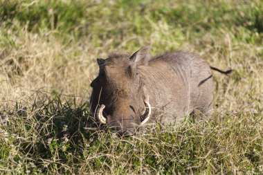 Warthog otlatma