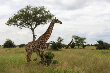 Long Necks clipart