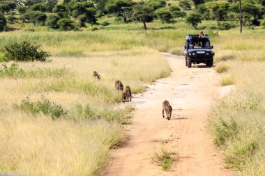 safaride