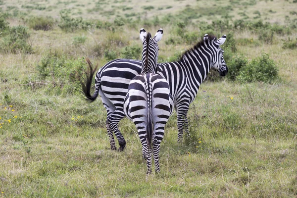 Pair Of Zebras — Stock Photo, Image