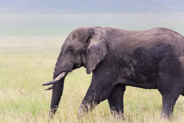 Jumbo — Stock fotografie