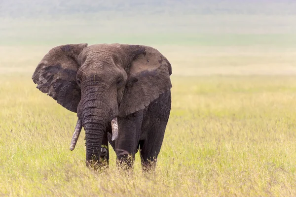 Jumbo — Stok fotoğraf