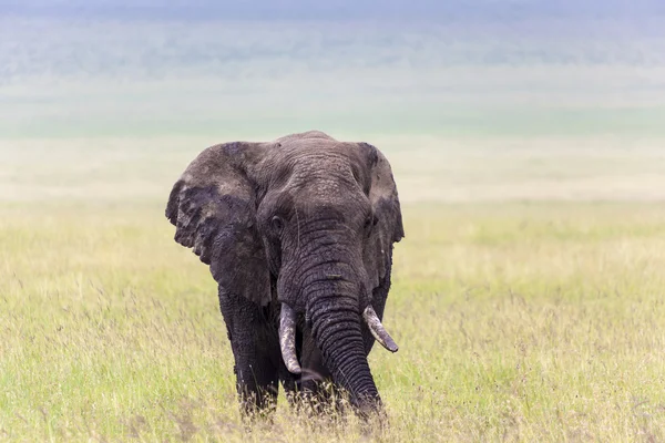 Jumbo — Stok fotoğraf