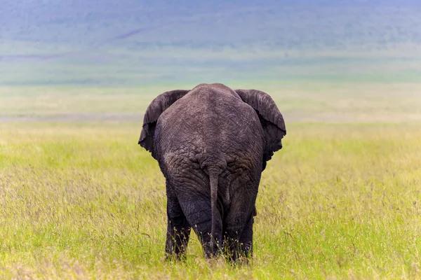 Jumbo — Stok fotoğraf