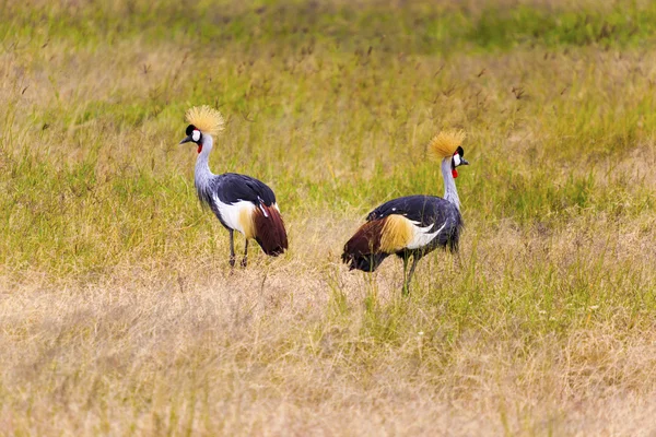 Yellow Crowned Cranes — Stock Photo, Image