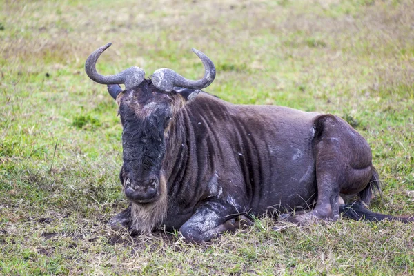 Ruhende Gnus — Stockfoto