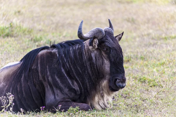 Descansando gnus — Fotografia de Stock