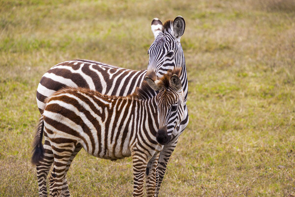 Mother and baby zebras in the wilderness