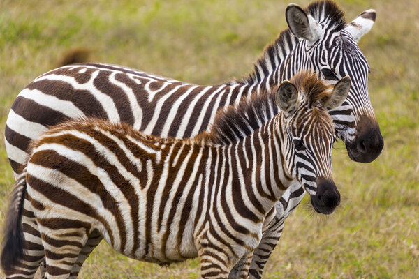 Mother and baby zebras in the wilderness