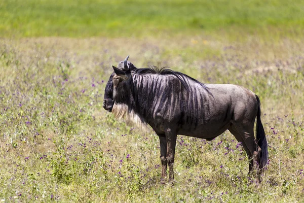 Majestic Gnu — Stock Photo, Image