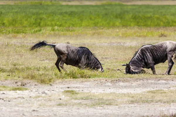 Gnus bekämpfen — Stockfoto