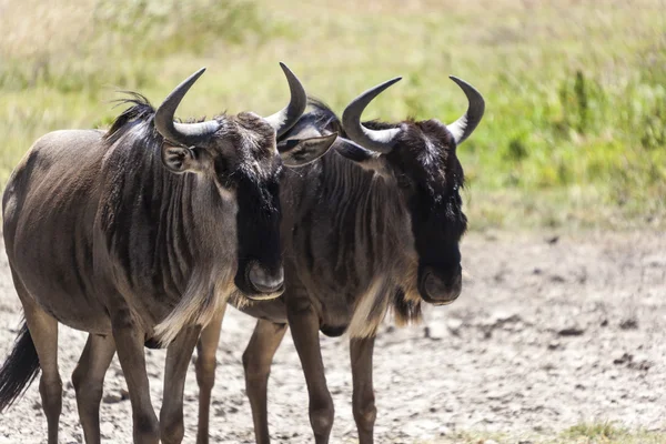 Group Of Wildebeest — Stock Photo, Image