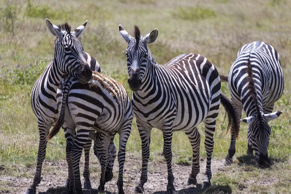 Zebra láska — Stock fotografie