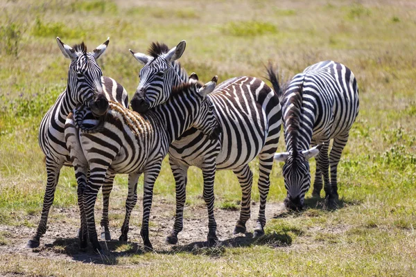 Zebra aşk — Stok fotoğraf