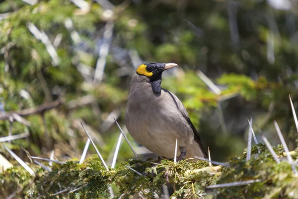 Bird and Thorns — Stock Photo, Image