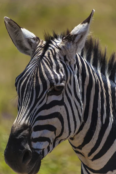 Vedoucí zebra — Stock fotografie