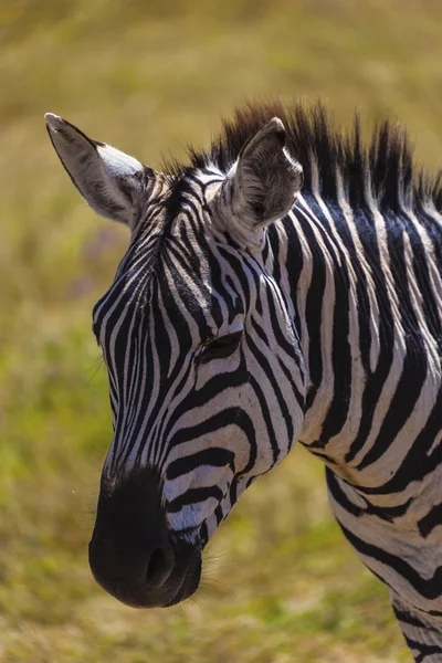 Vedoucí zebra — Stock fotografie